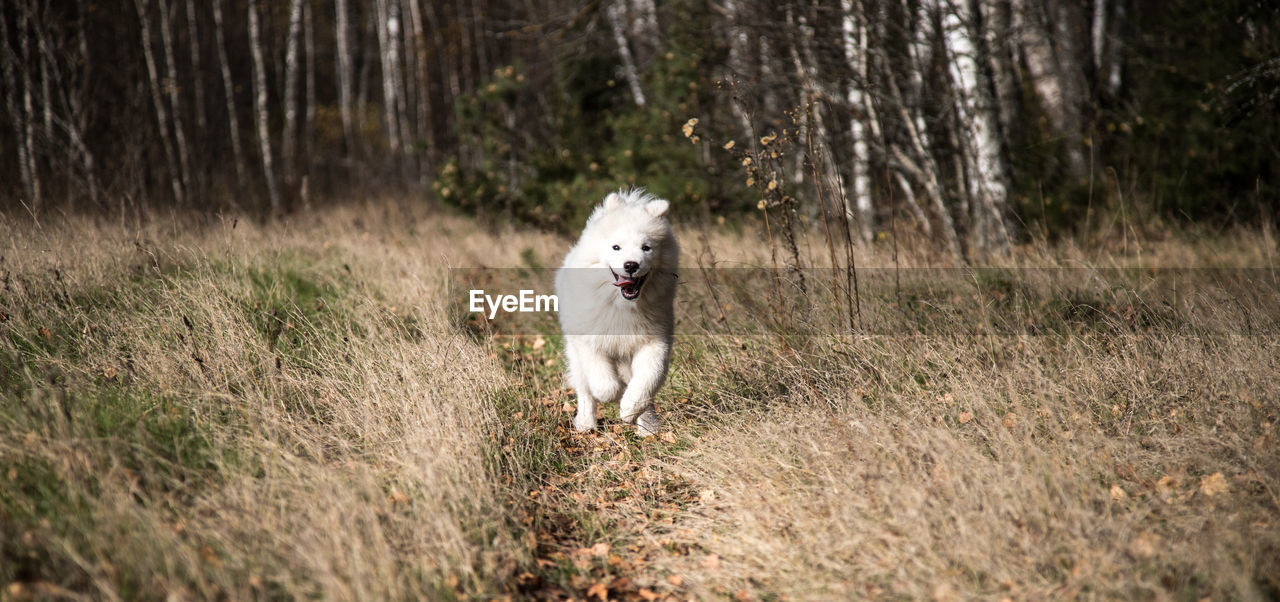 dog running on field in forest