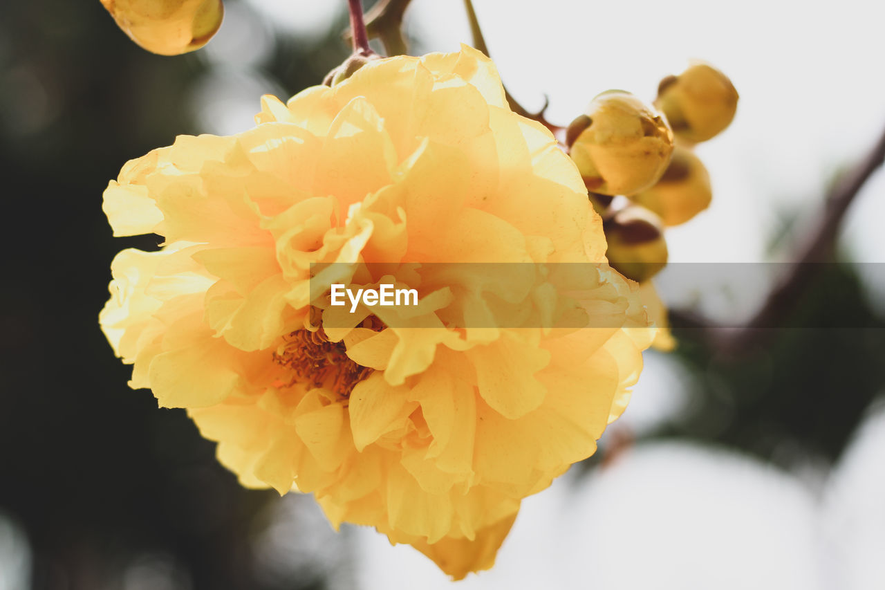 Close-up of yellow flowering plant