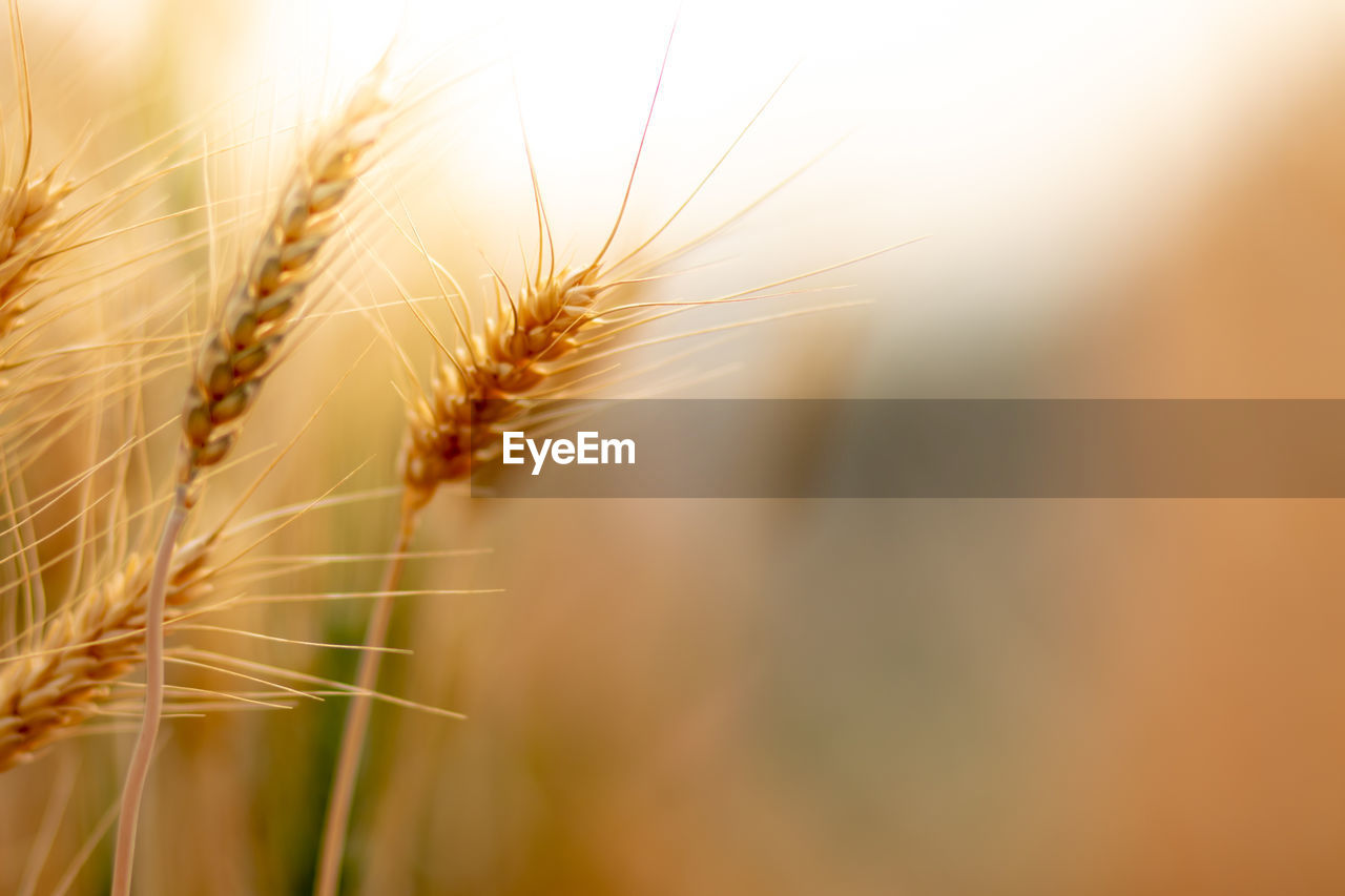 CLOSE-UP OF WHEAT GROWING ON FIELD