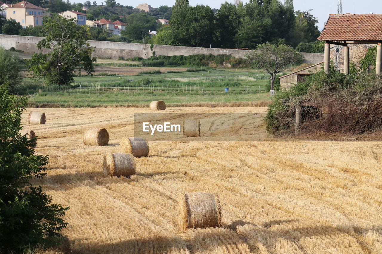 HAY BALES ON FIELD