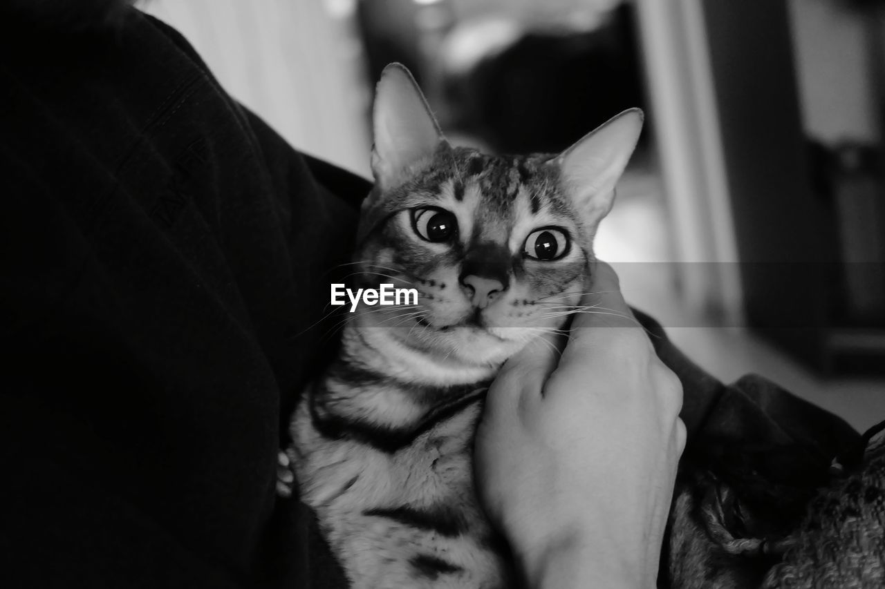 Portrait of bengal cat sitting on hands at home