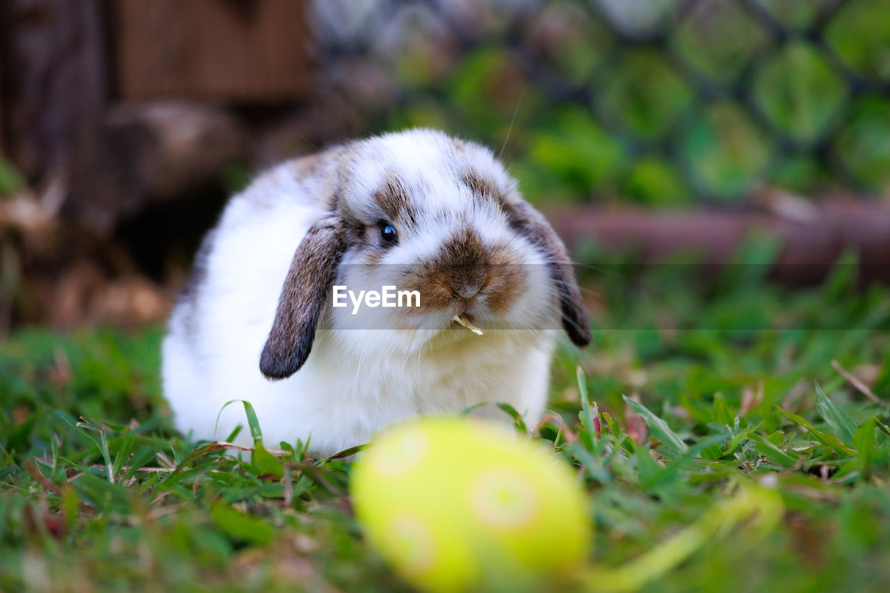 animal, pet, animal themes, mammal, one animal, domestic rabbit, rabbits and hares, grass, rabbit, domestic animals, cute, selective focus, no people, plant, portrait, animal wildlife, nature, close-up, rodent, young animal, animal body part, whiskers, outdoors, day