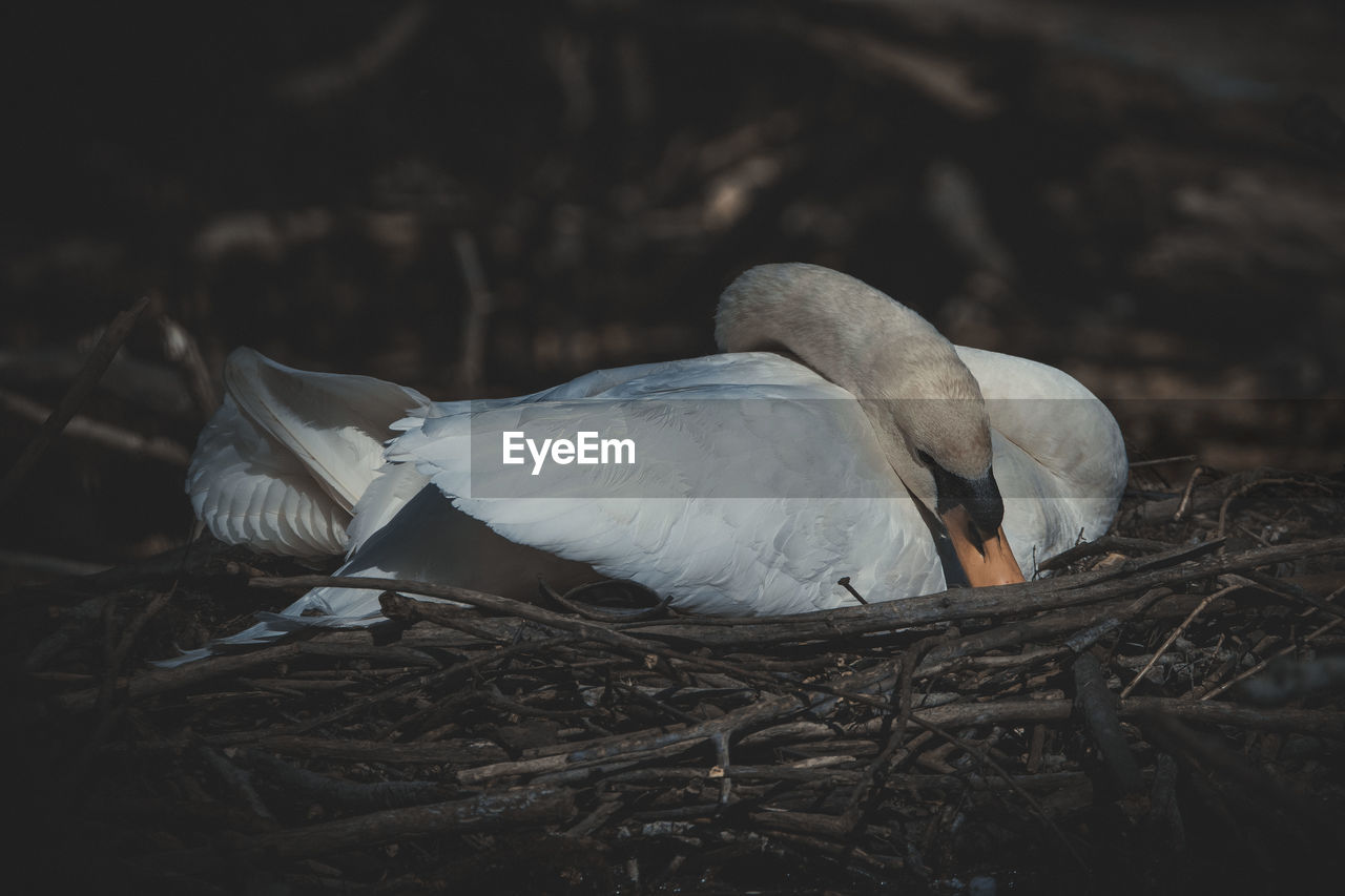 Close-up of bird in nest