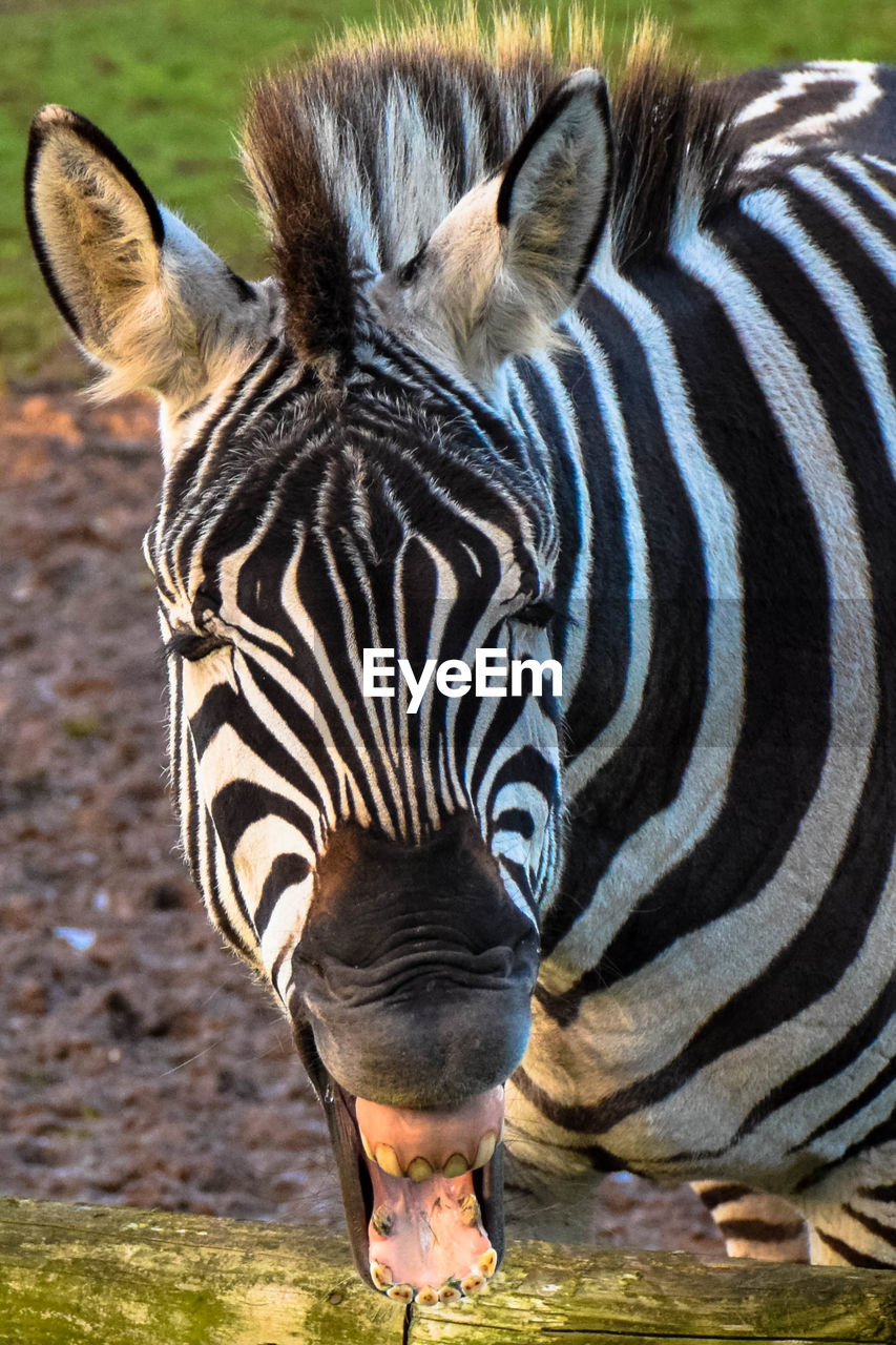 CLOSE-UP PORTRAIT OF TIGER