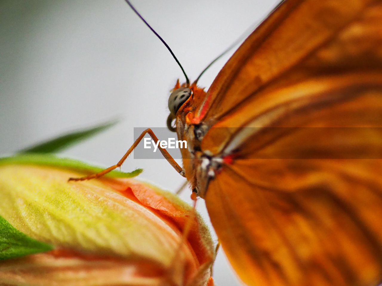 CLOSE-UP OF ORANGE BUTTERFLY