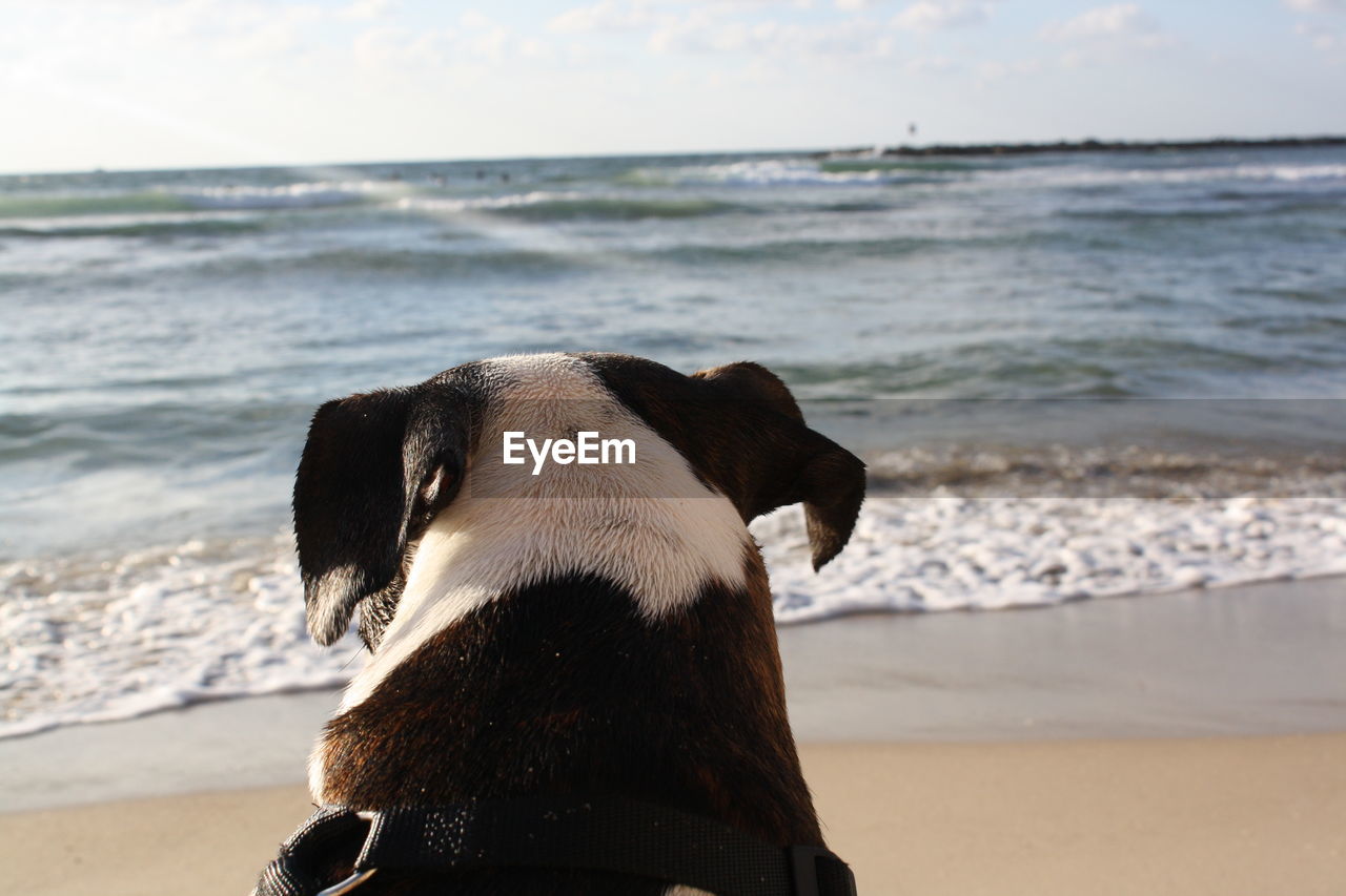VIEW OF DOG ON BEACH