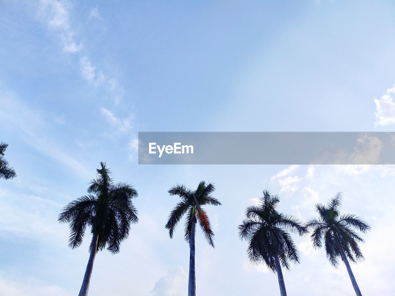 LOW ANGLE VIEW OF COCONUT PALM TREES AGAINST SKY