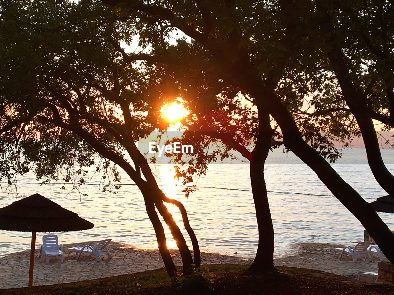 TREES BY SEA AGAINST SKY AT SUNSET