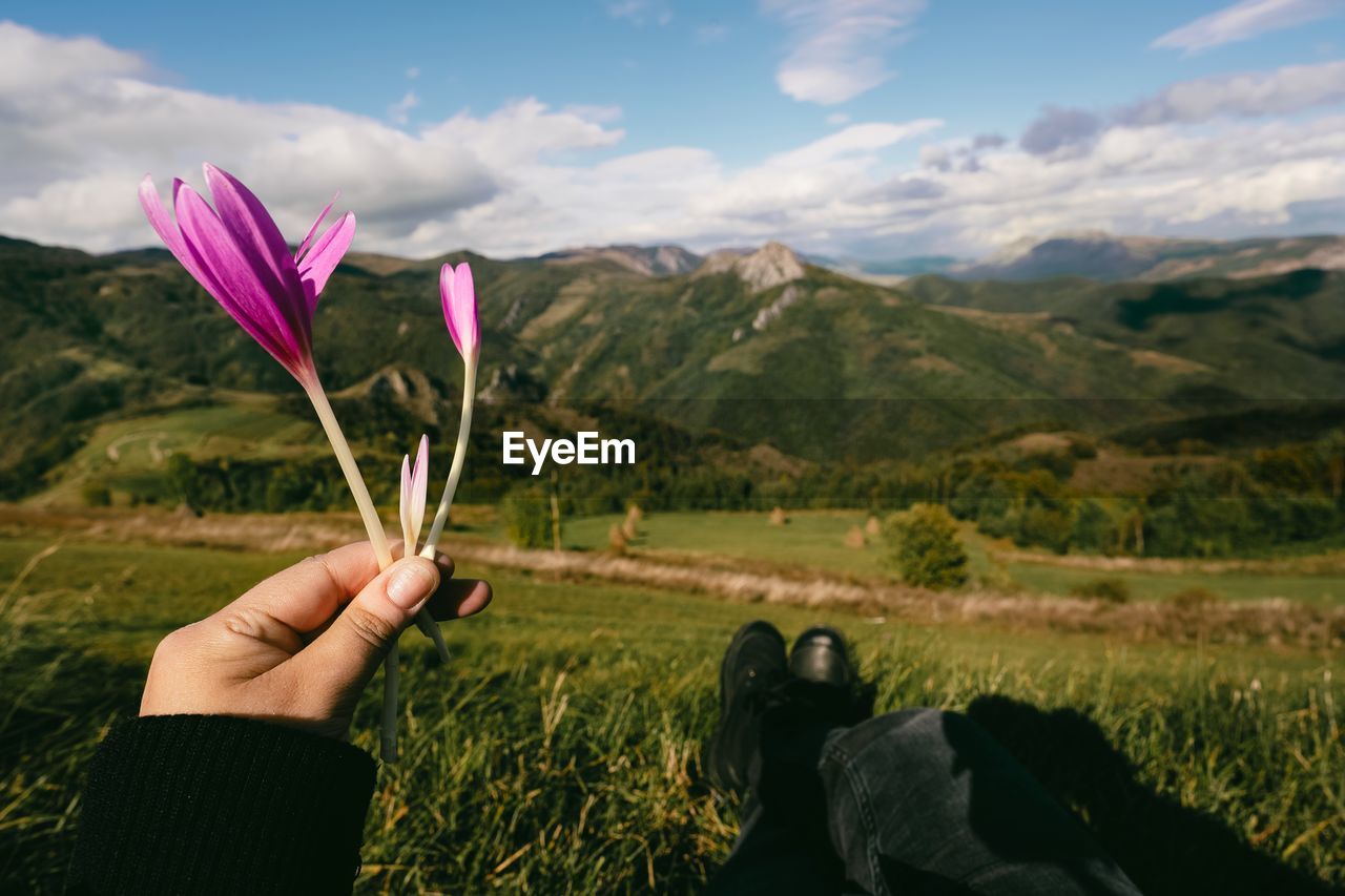 Midsection of person holding purple crocus flower on field against mountains and sky