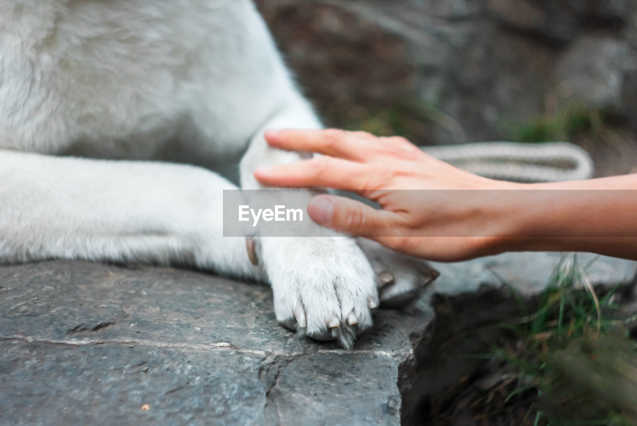 CLOSE-UP OF HUMAN HAND TOUCHING ANIMAL