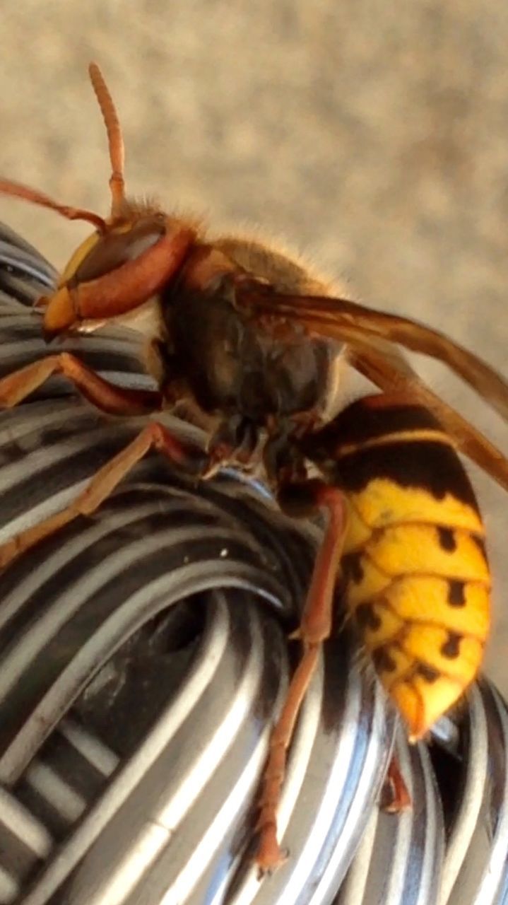 CLOSE-UP VIEW OF INSECT