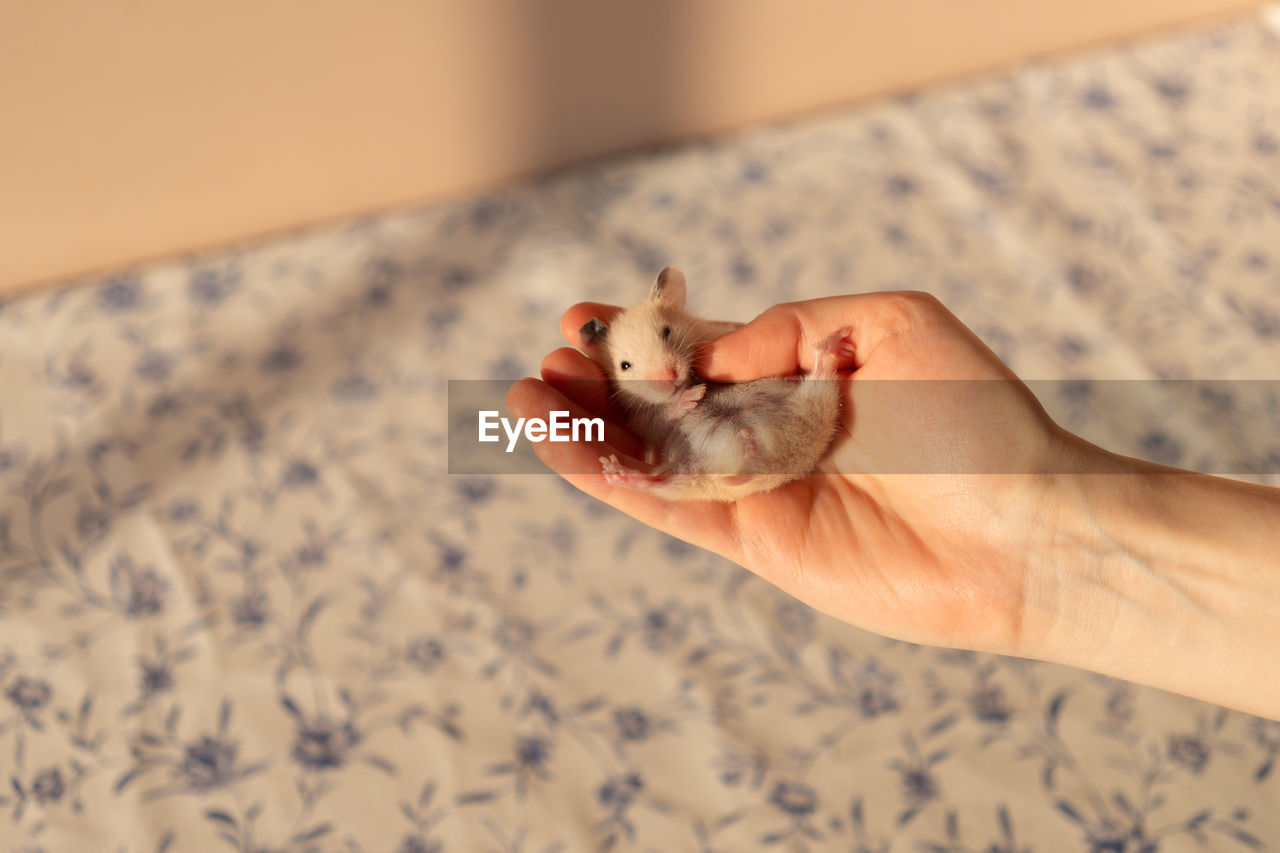 hand, animal, skin, animal themes, one person, indoors, one animal, pet, domestic animals, mammal, limb, holding, domestic room, cat, adult, human leg, young animal, focus on foreground, finger, animal wildlife