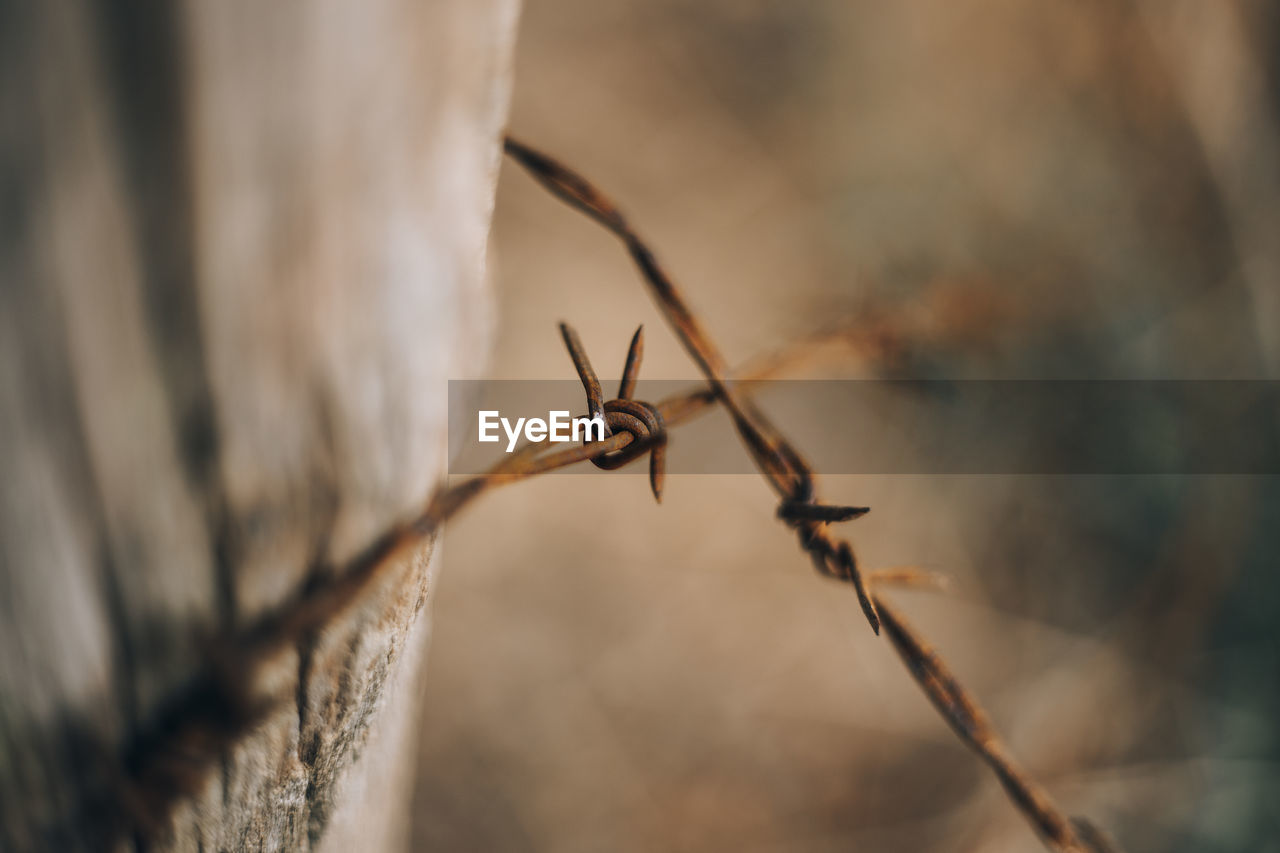 Close-up of insect on barbed wire