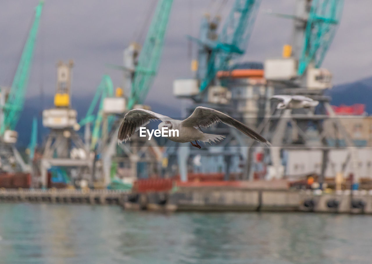 SEAGULL FLYING ABOVE SEA