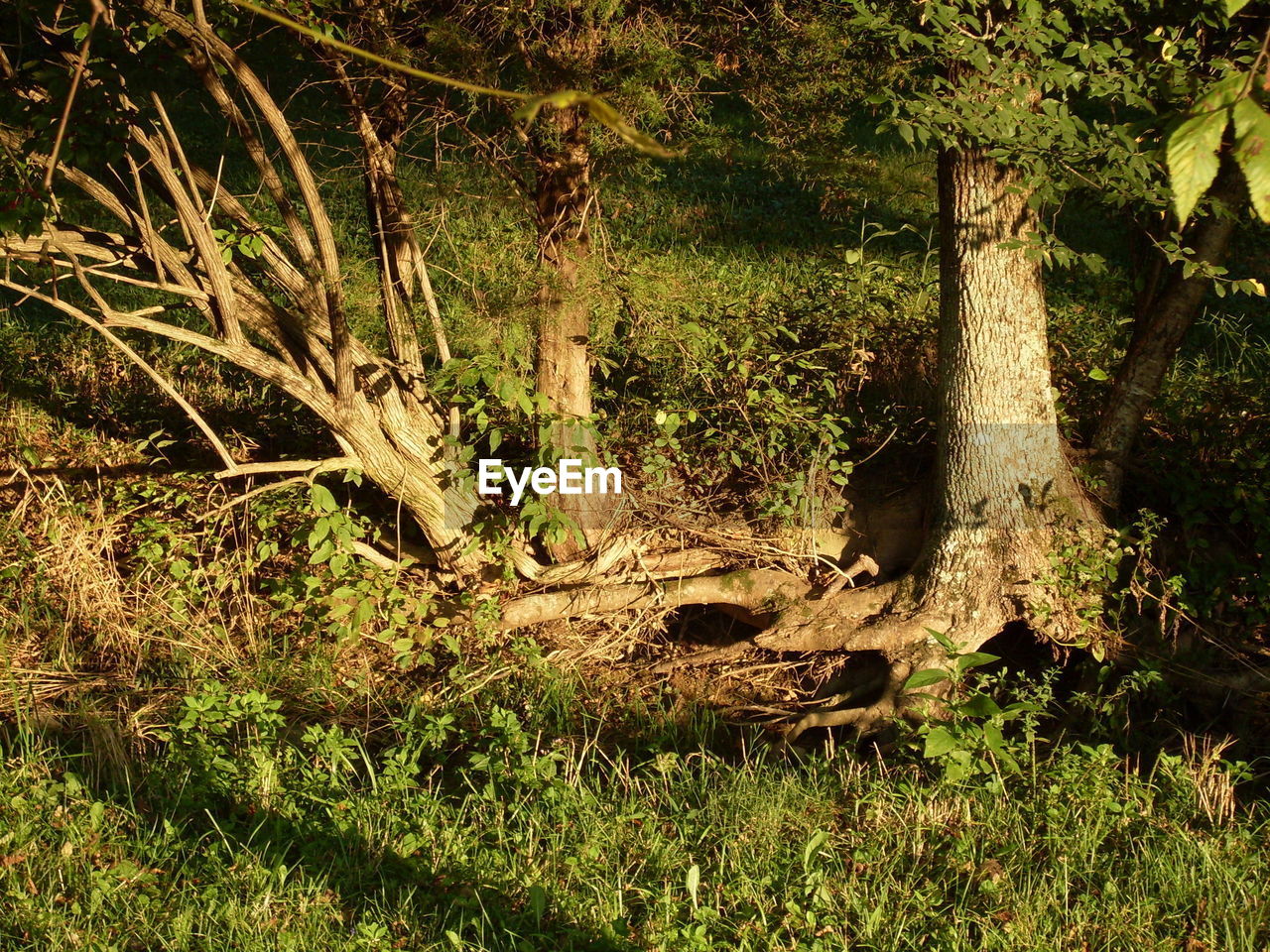 Trees in forest