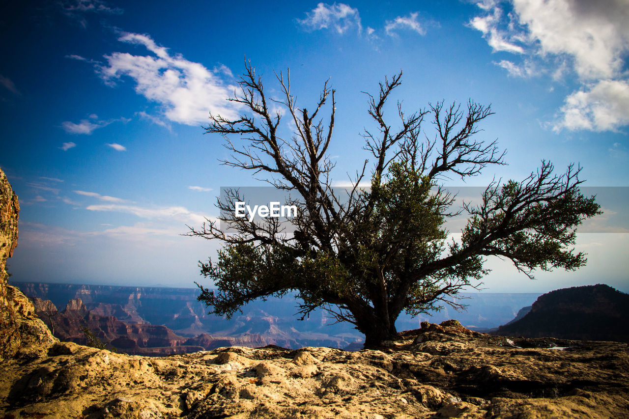 SCENIC VIEW OF TREE AGAINST SKY