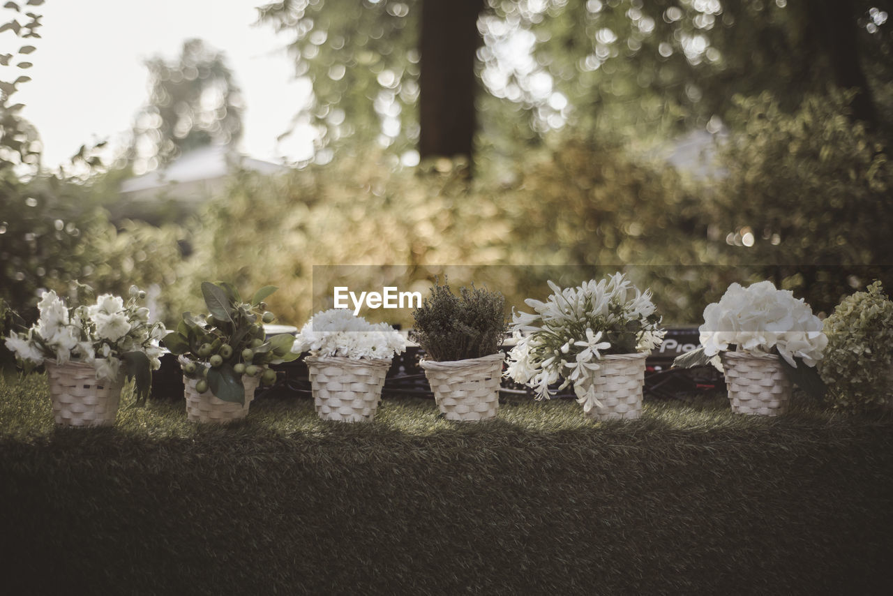 View of flowering plants in park