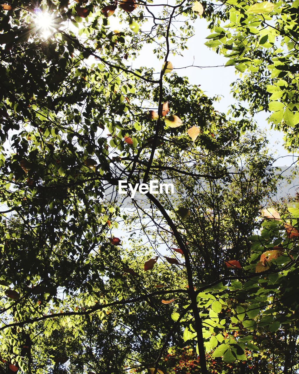 LOW ANGLE VIEW OF FLOWER TREE