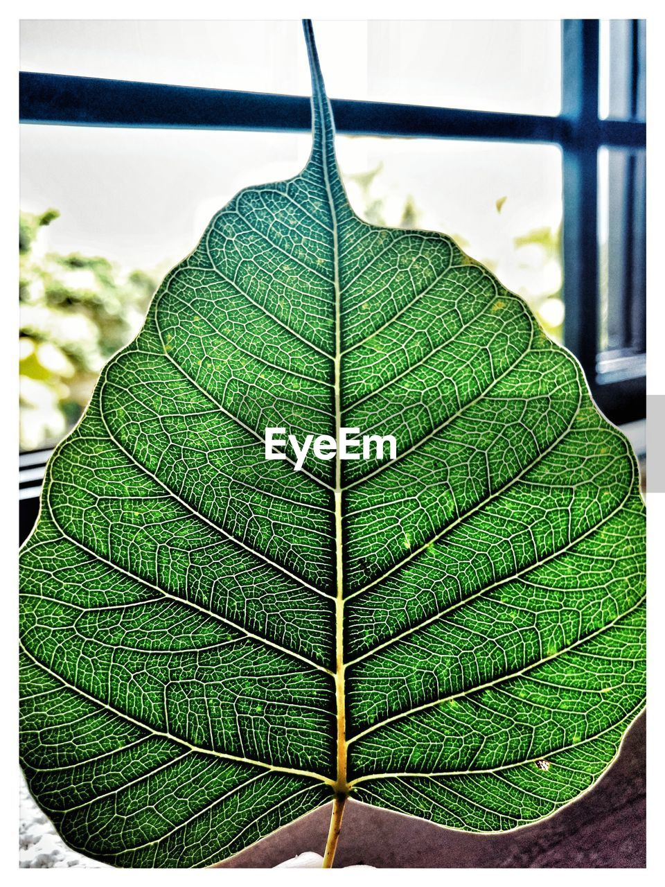 CLOSE-UP OF FRESH GREEN LEAVES