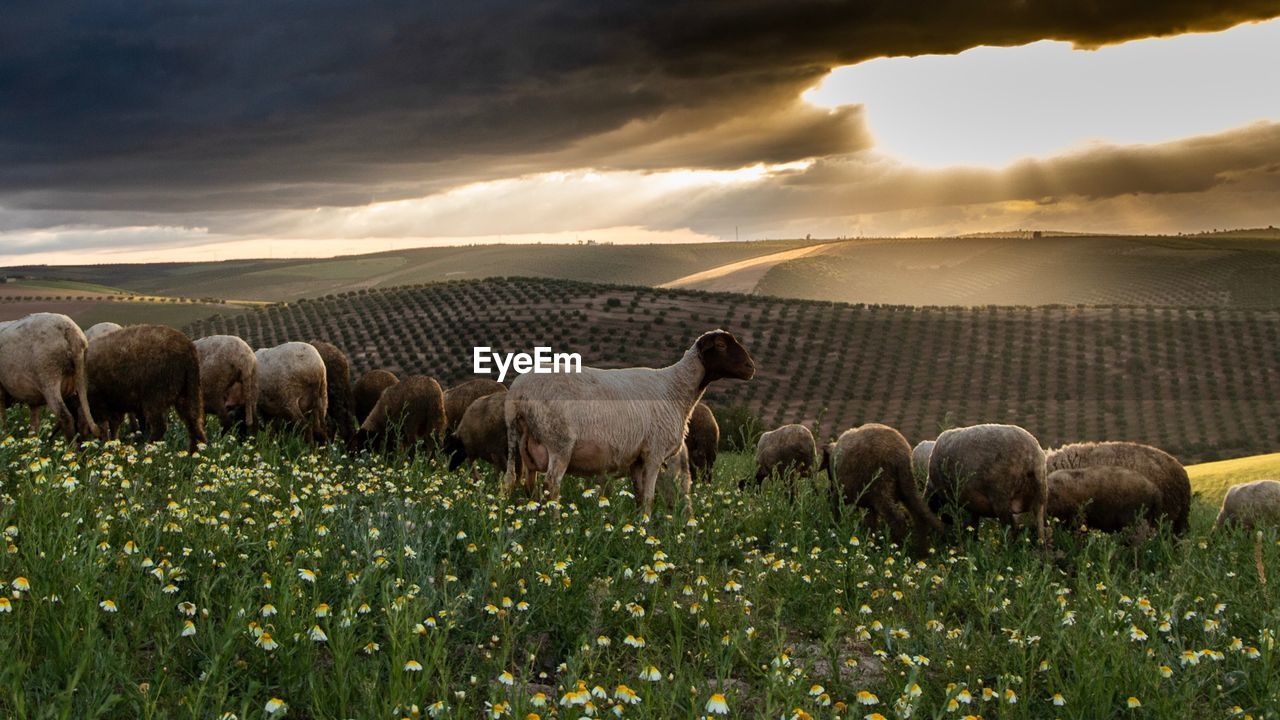 HERD OF SHEEP IN THE FIELD