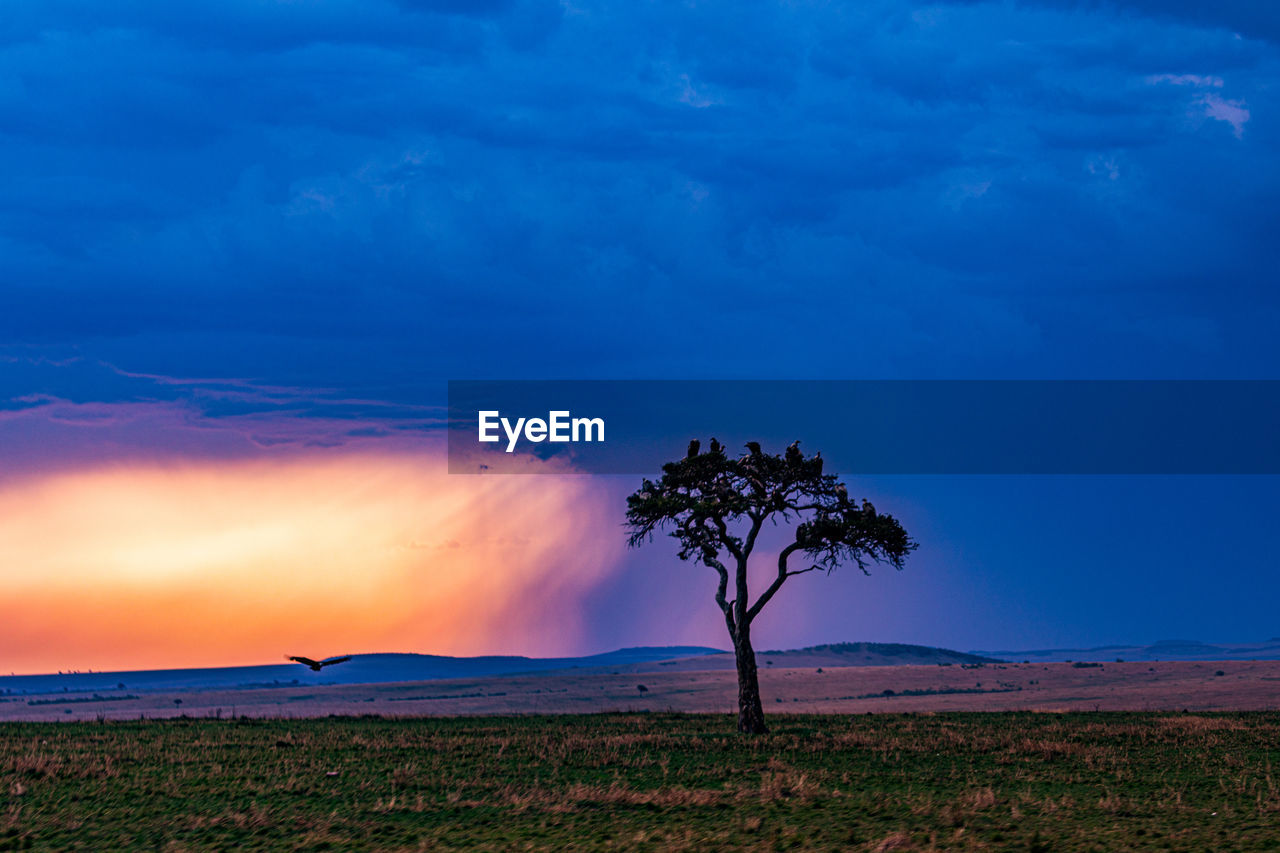 horizon, sky, environment, landscape, cloud, beauty in nature, dusk, land, nature, plant, scenics - nature, tree, blue, sunrise, no people, plain, morning, mountain, dramatic sky, tranquility, outdoors, field, travel destinations, tranquil scene, rural scene, grass, travel, twilight, non-urban scene, prairie, cloudscape, water, grassland, sun, social issues