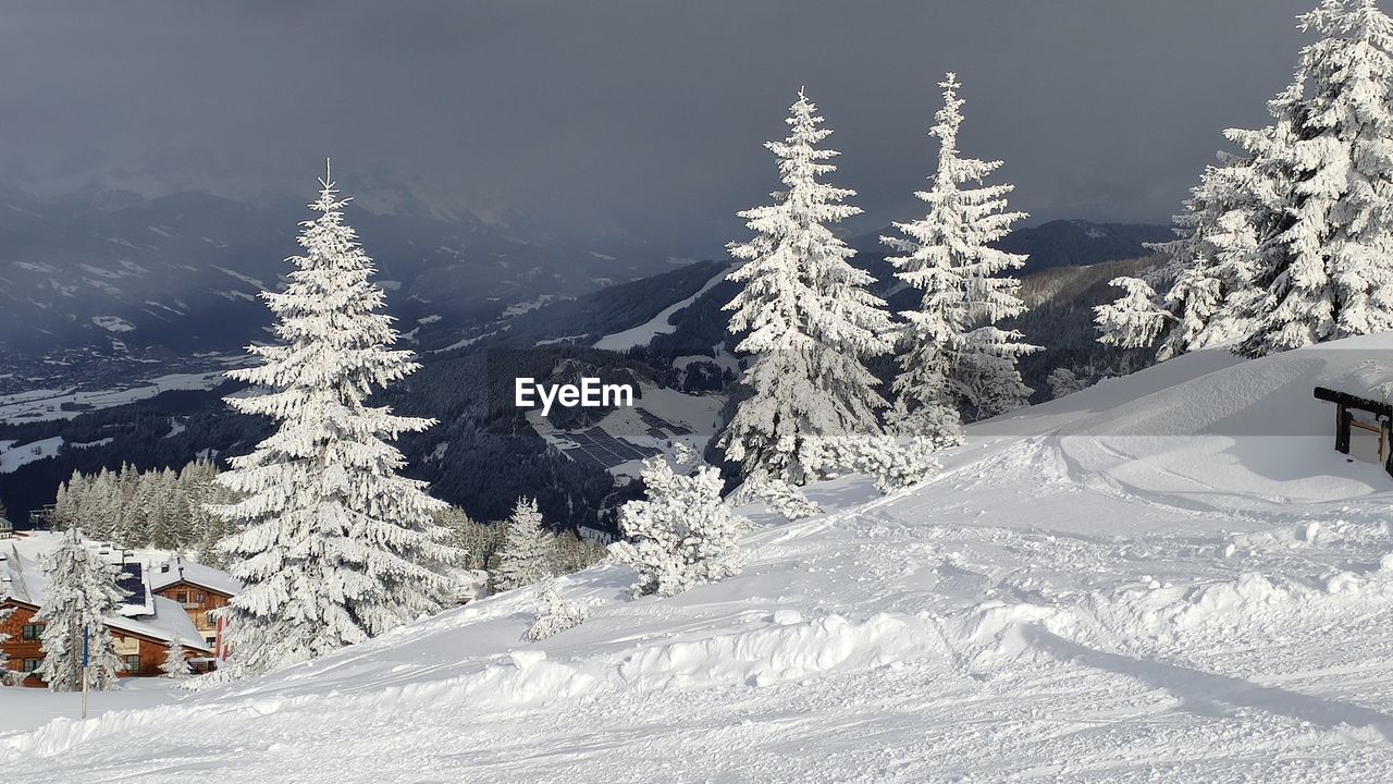 SNOW COVERED TREES BY MOUNTAIN