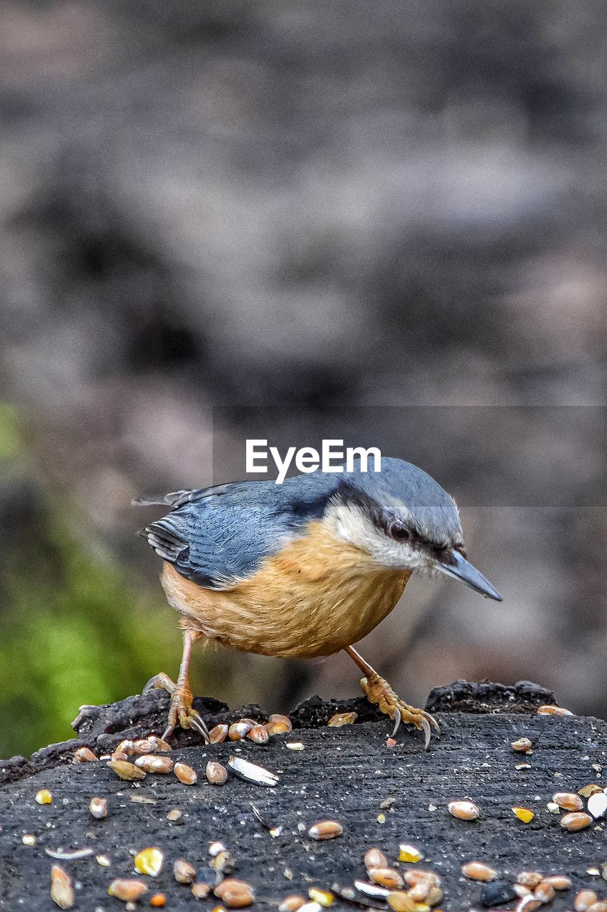 The nuthatch