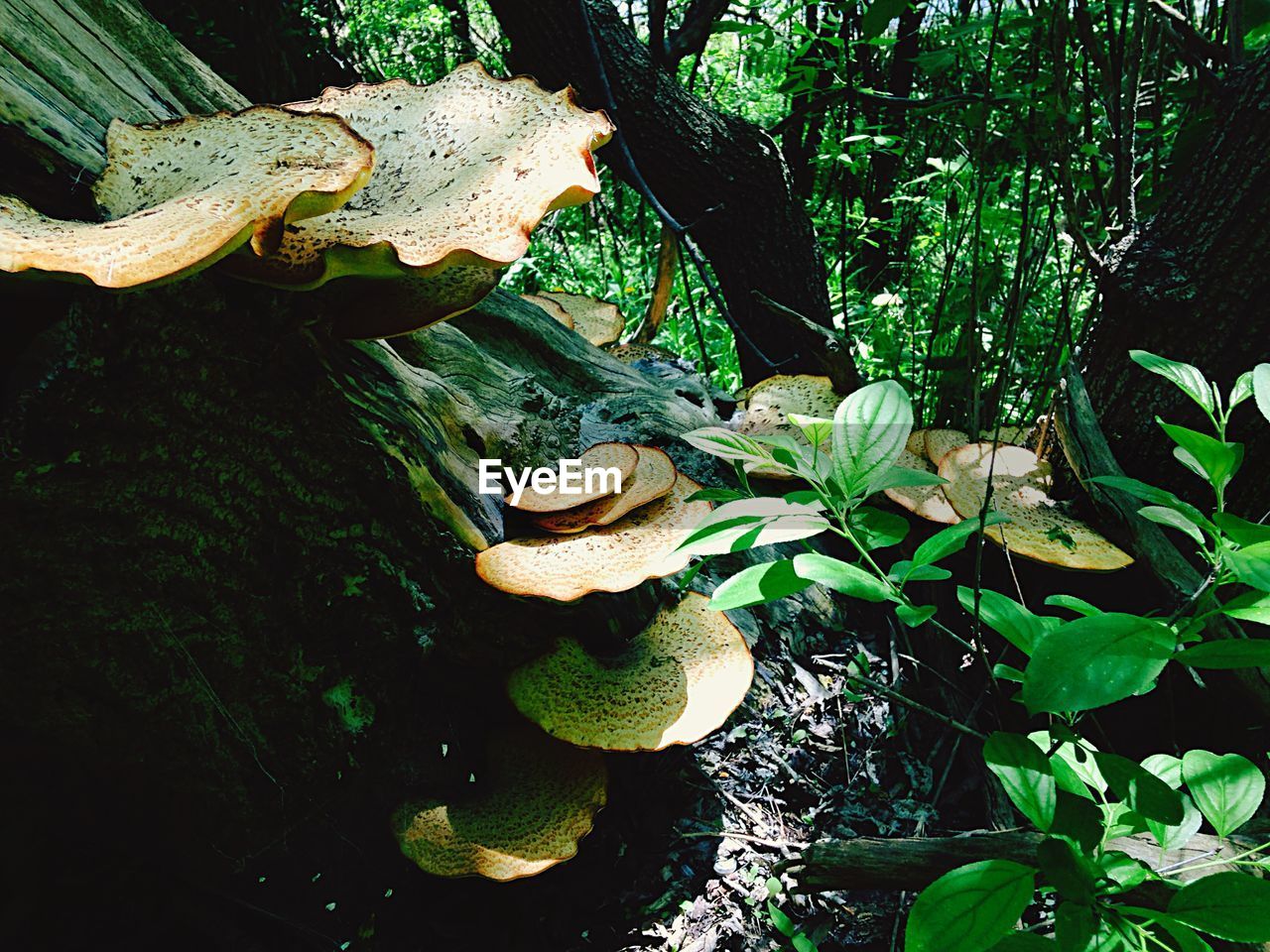 High angle view of mushrooms growing on tree trunk in forest