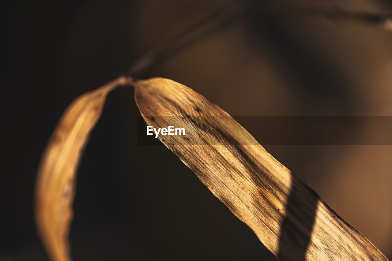 CLOSE-UP OF DRIED PLANT