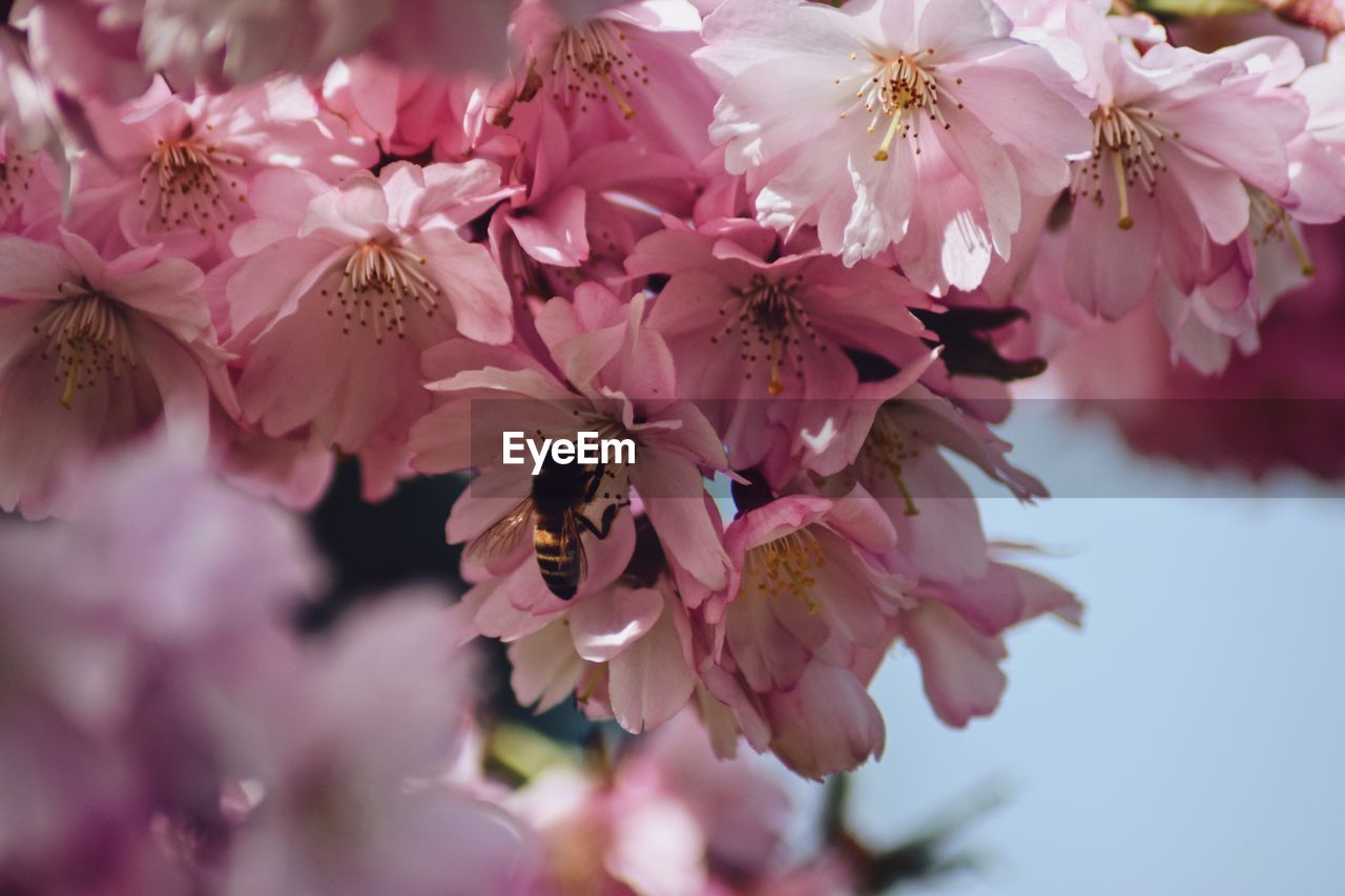 Close-up of pink cherry blossoms with bee