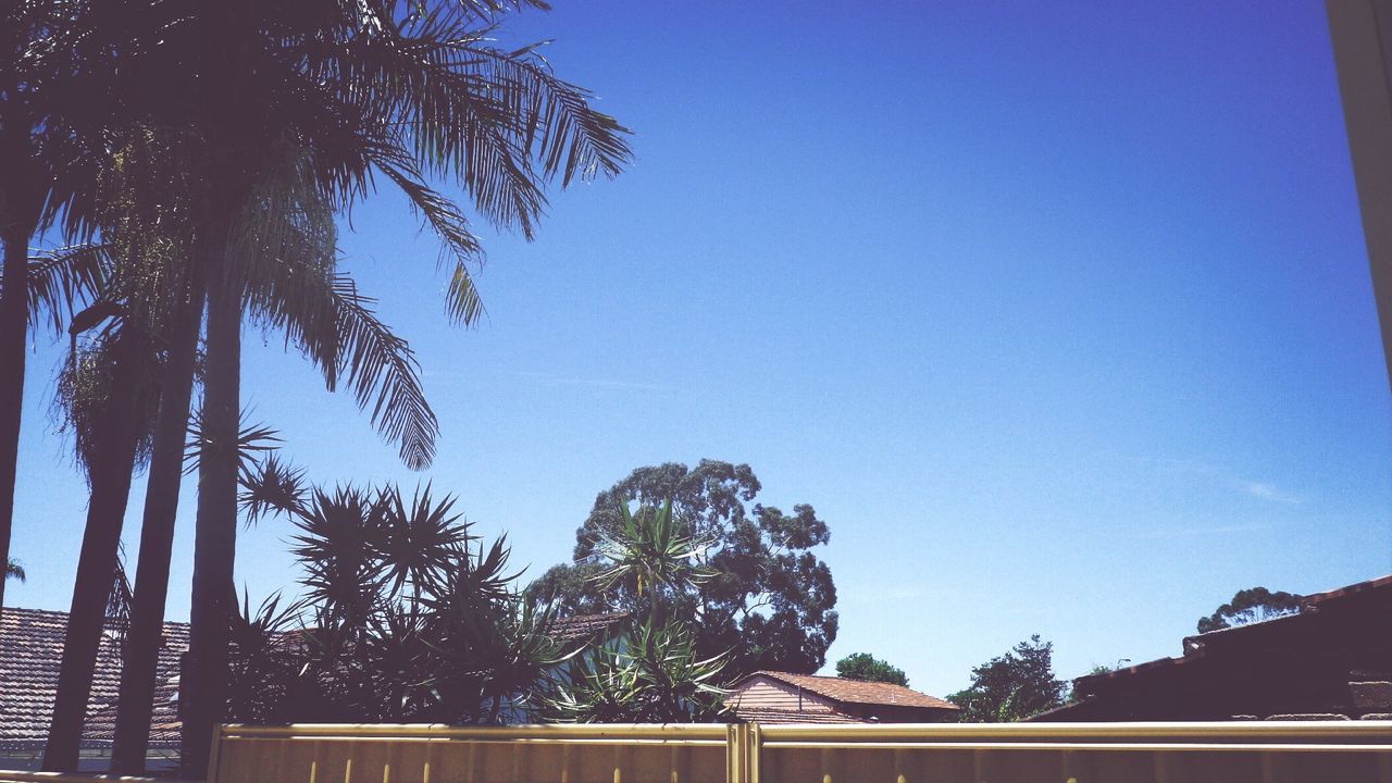 LOW ANGLE VIEW OF TREES AGAINST CLEAR BLUE SKY