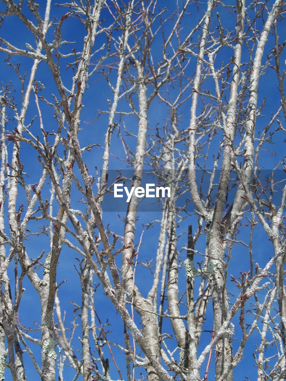 LOW ANGLE VIEW OF BARE TREE AGAINST SKY DURING WINTER