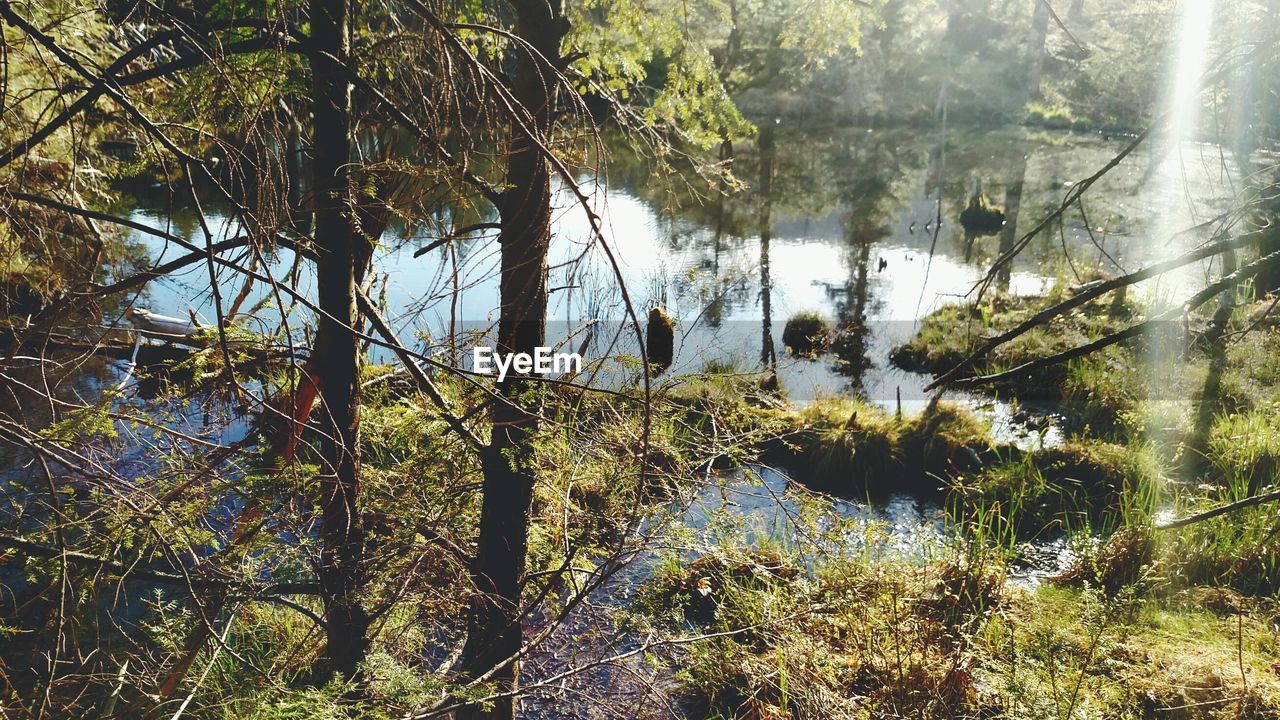 Trees and lake in forest