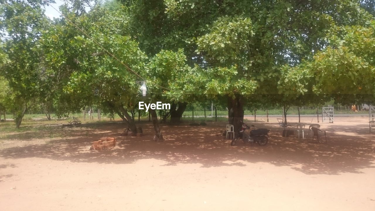 VIEW OF TREES ON BEACH