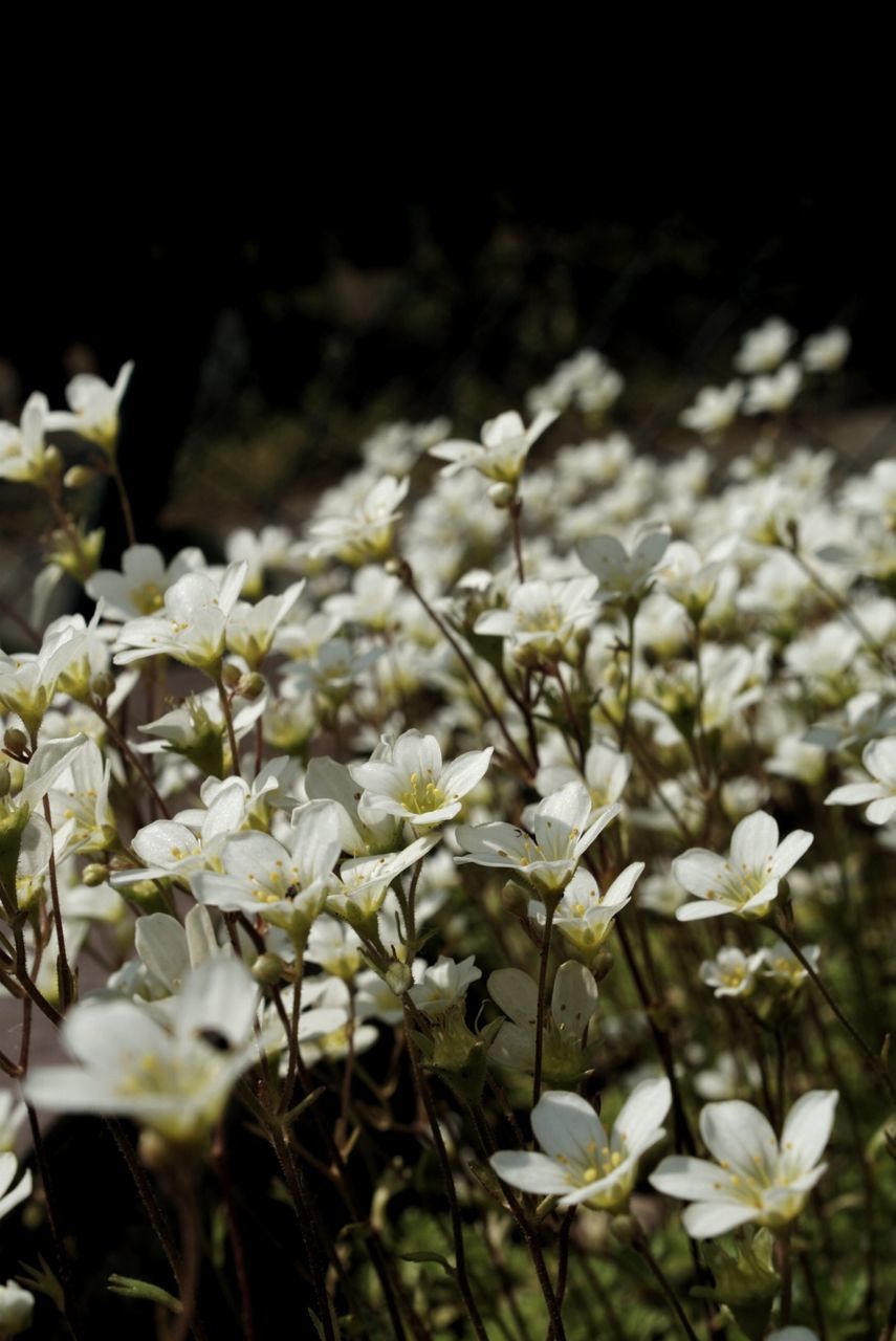 Close-up of beautiful flowers blooming in sunlight