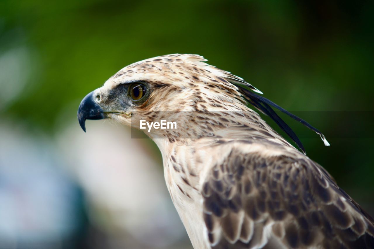 CLOSE-UP OF EAGLE OUTDOORS