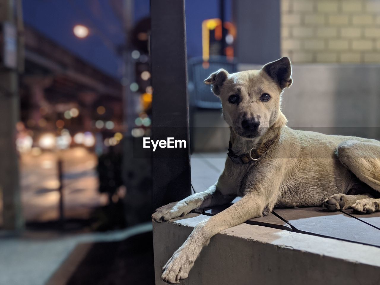 Close-up portrait of a dog on footpath