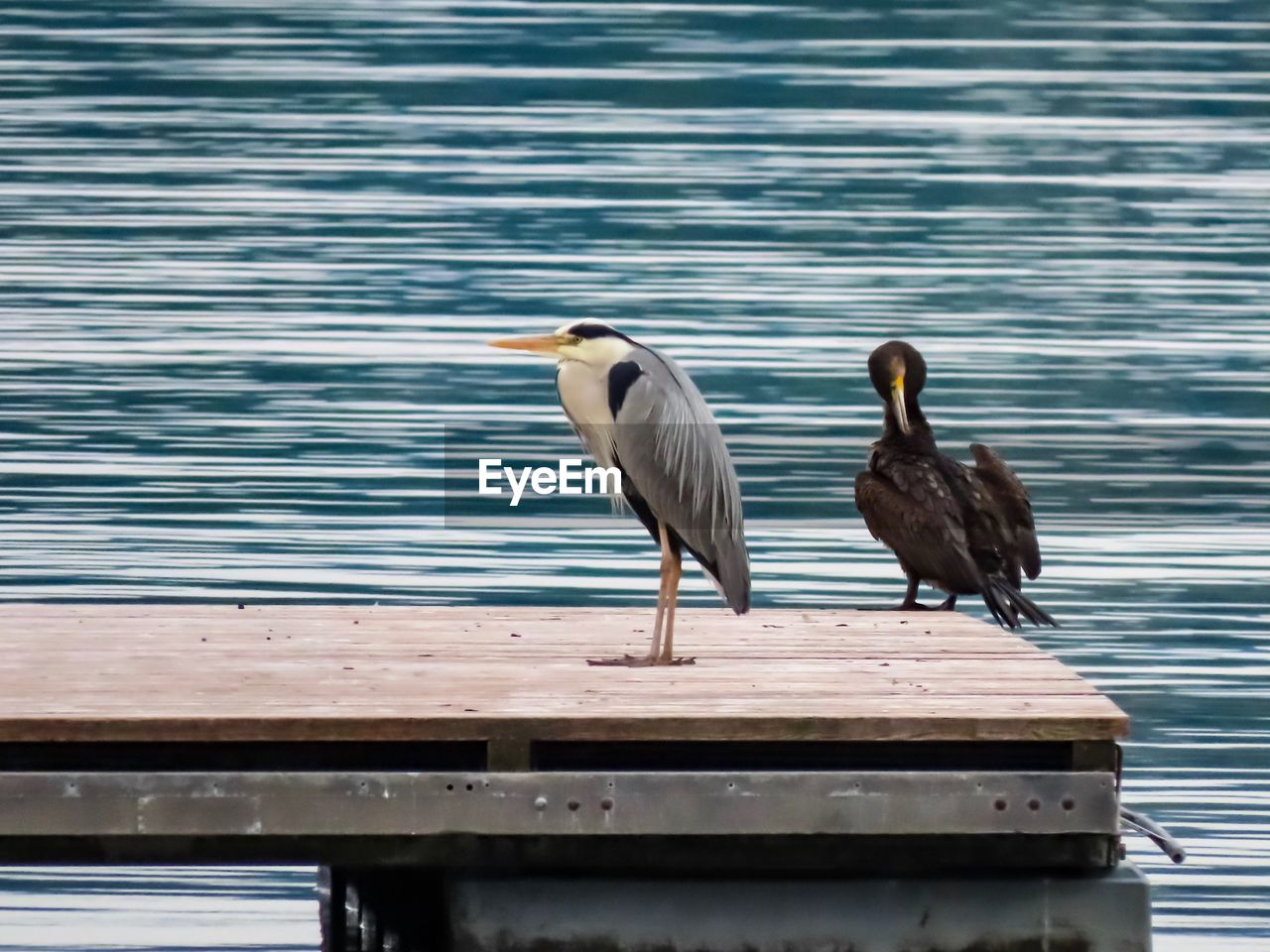 Seagulls perching on pier over lake