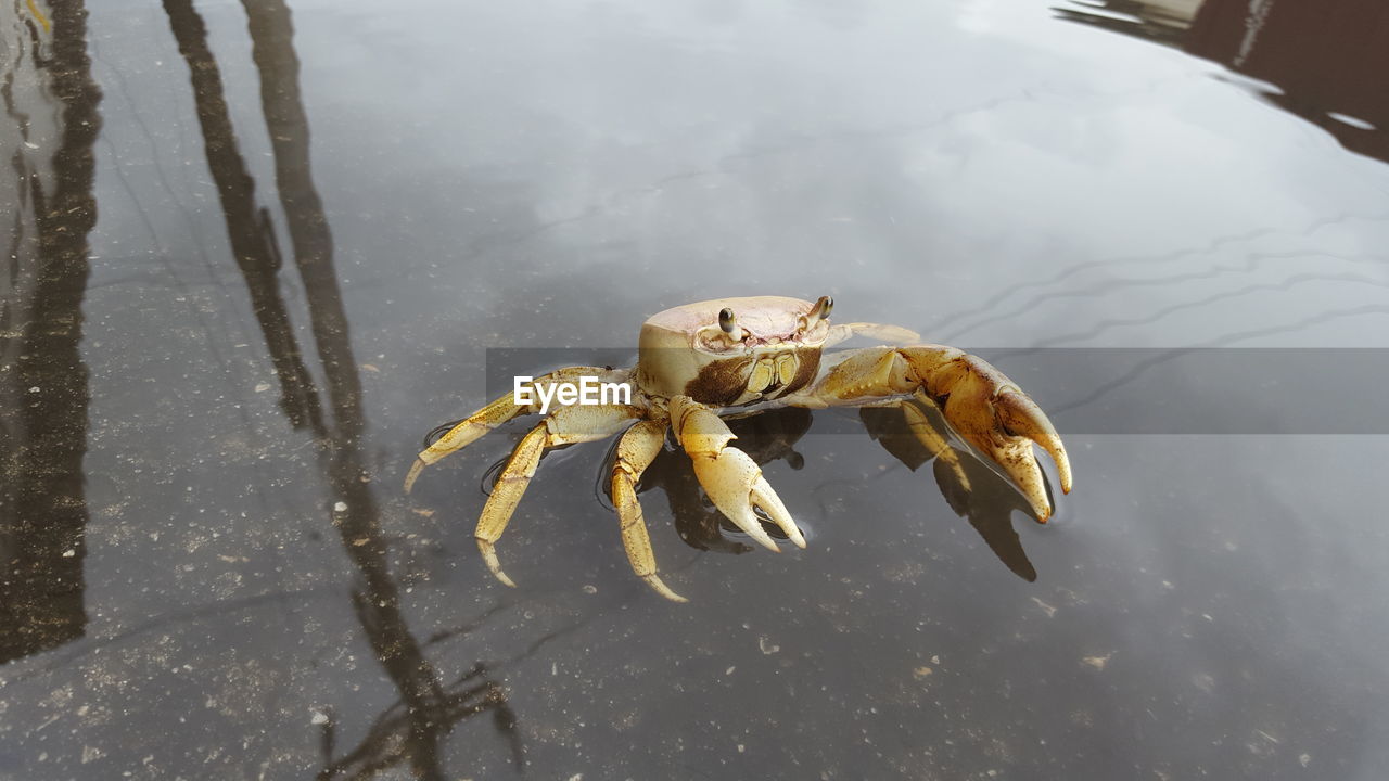 High angle view of crab in sea