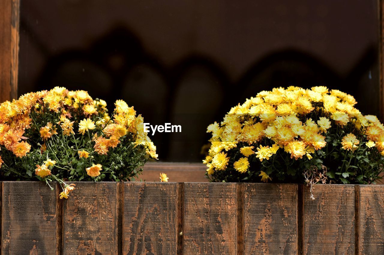 CLOSE-UP OF FLOWERS AND WOOD