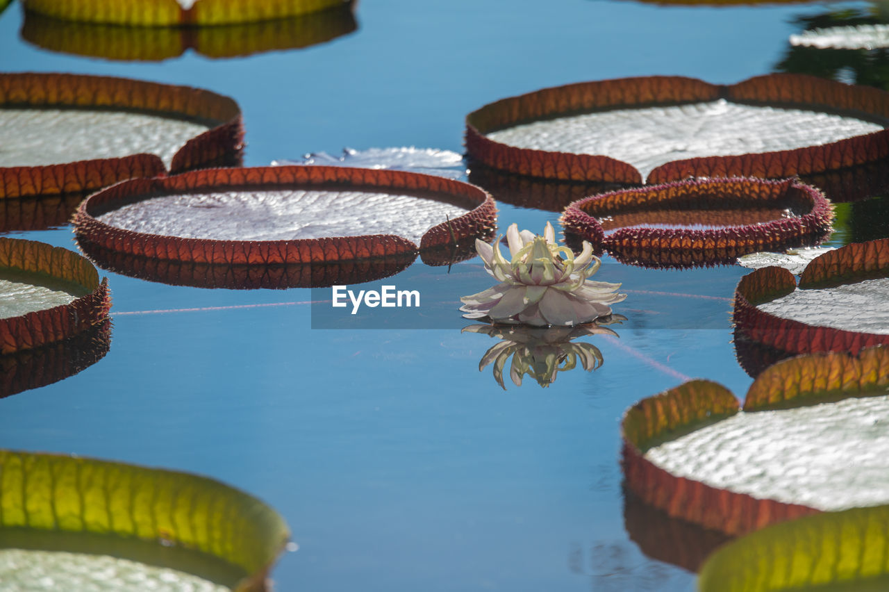 water, nature, no people, lake, flower, reflection, day, floating, outdoors, floating on water, travel destinations, plant, tradition