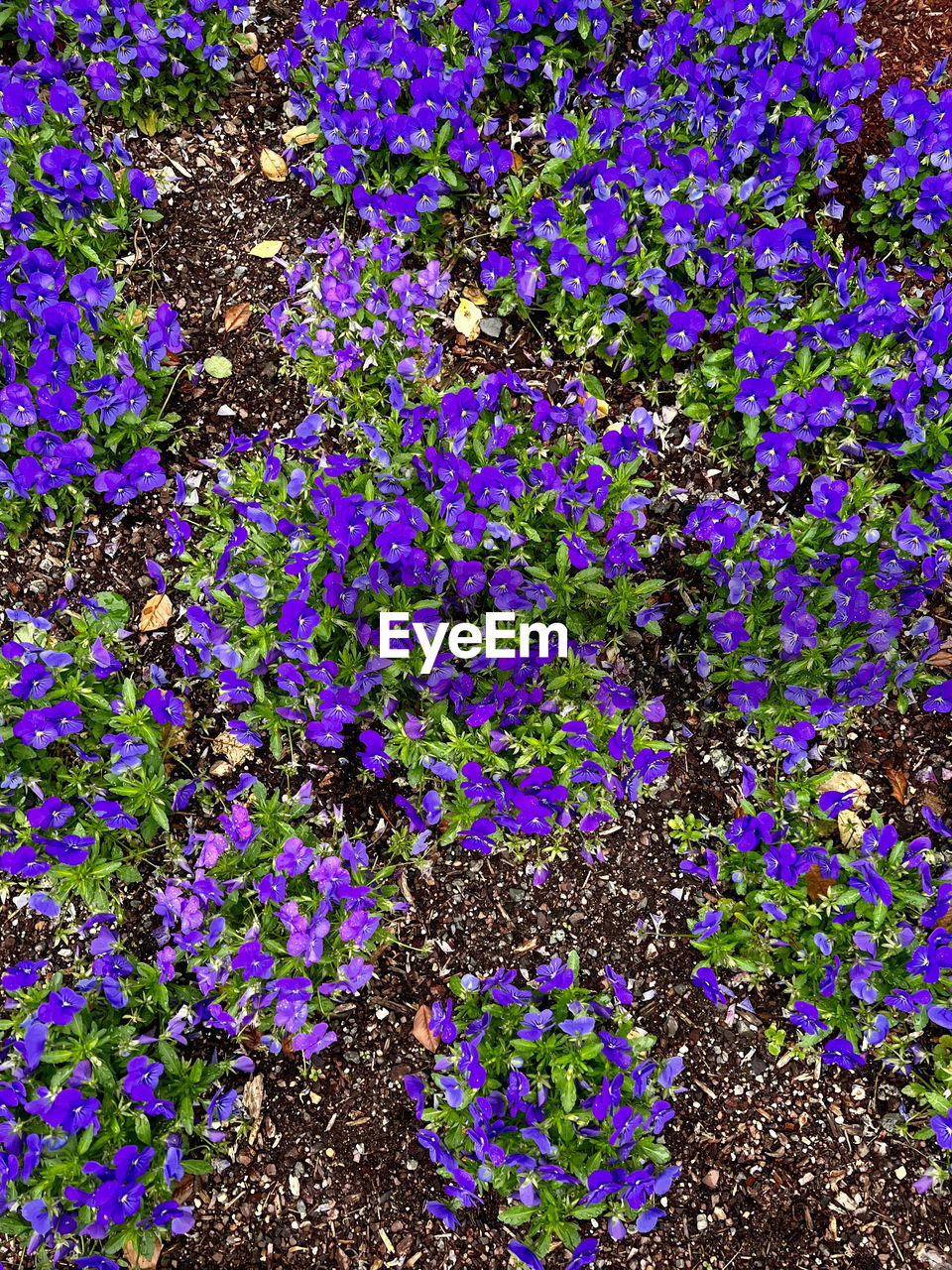 full frame, flower, no people, backgrounds, plant, flowering plant, day, nature, growth, high angle view, close-up, purple, beauty in nature, outdoors, multi colored, wildflower, pattern