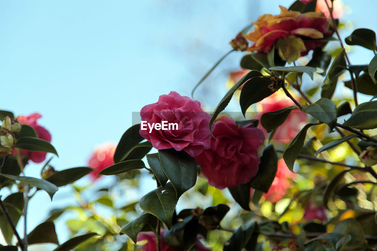 Close-up of pink roses