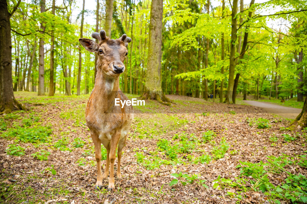 PORTRAIT OF GIRAFFE STANDING IN FOREST