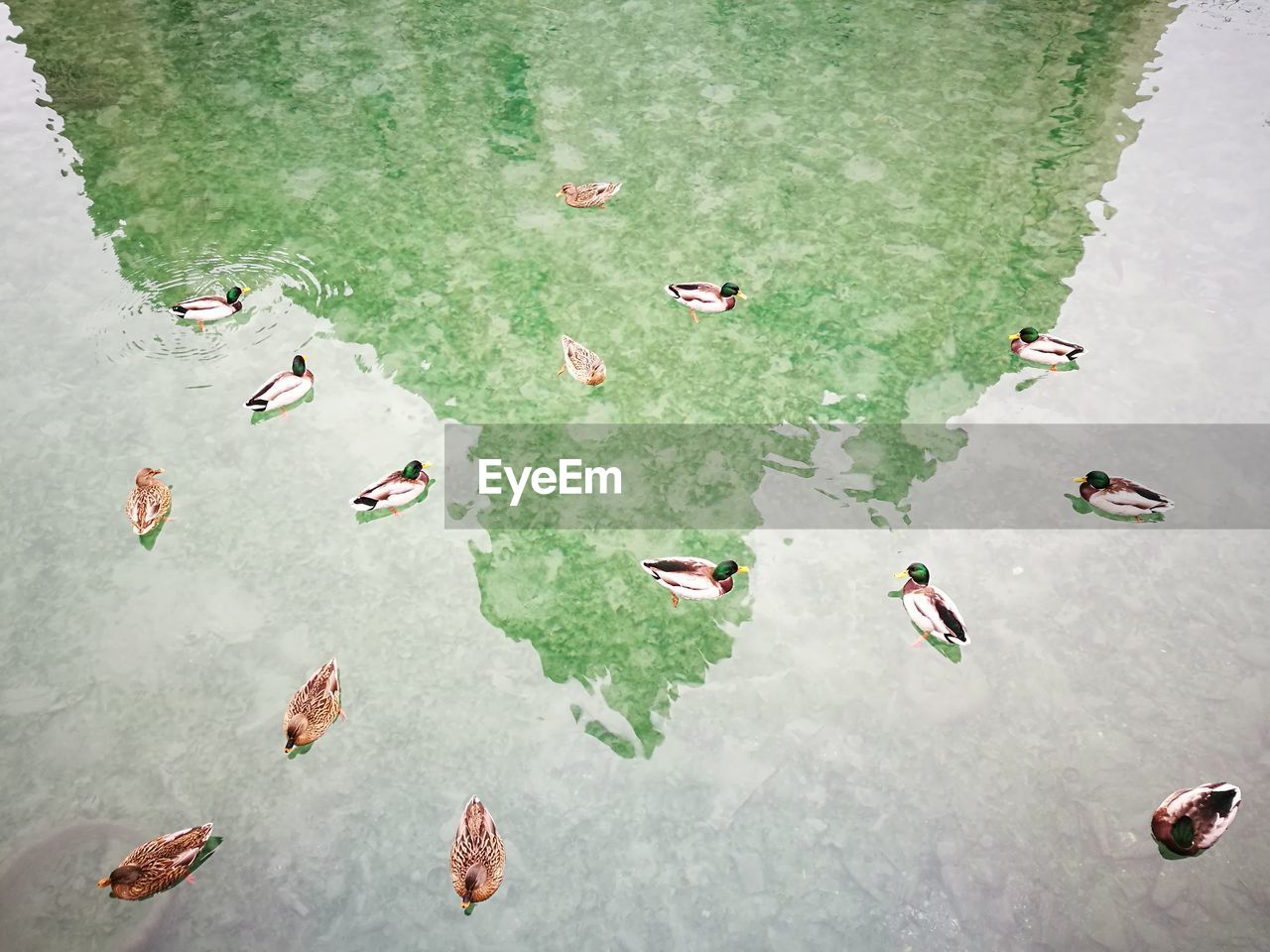 High angle view of mallard ducks swimming in lake