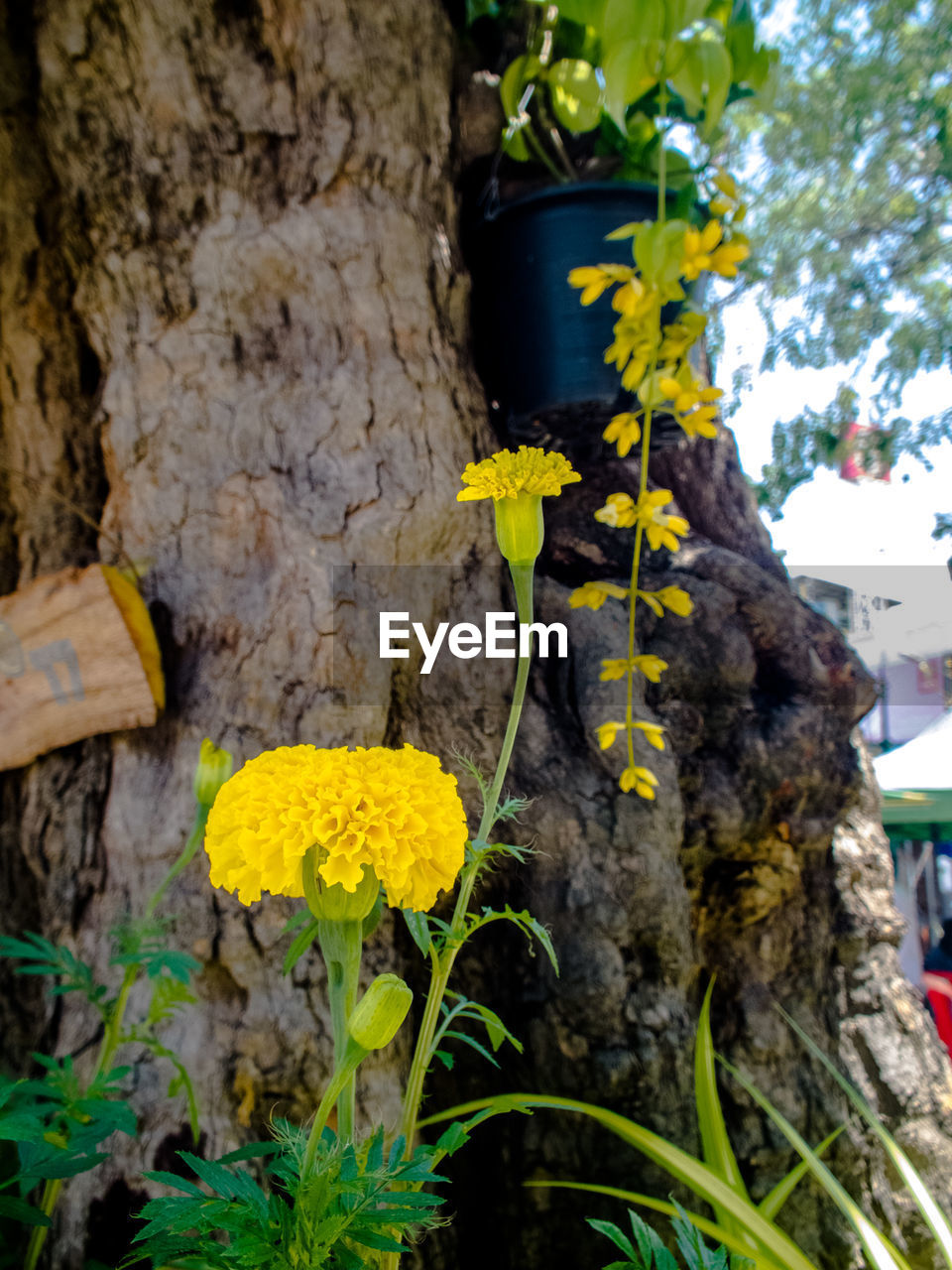 YELLOW FLOWERS GROWING ON TREE TRUNK