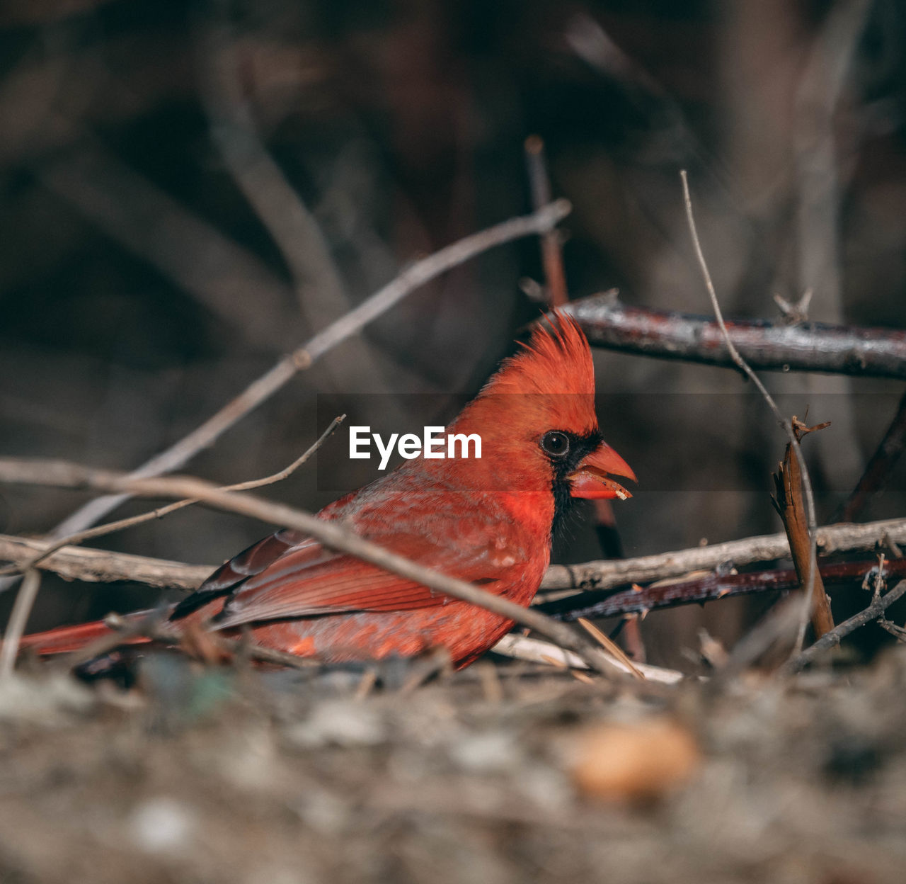 CLOSE-UP OF A BIRD PERCHING ON A PLANT