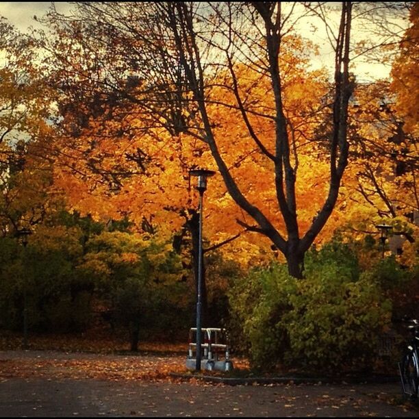 TREES ON ROAD