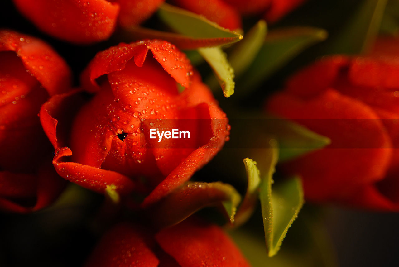 Close-up of red flower