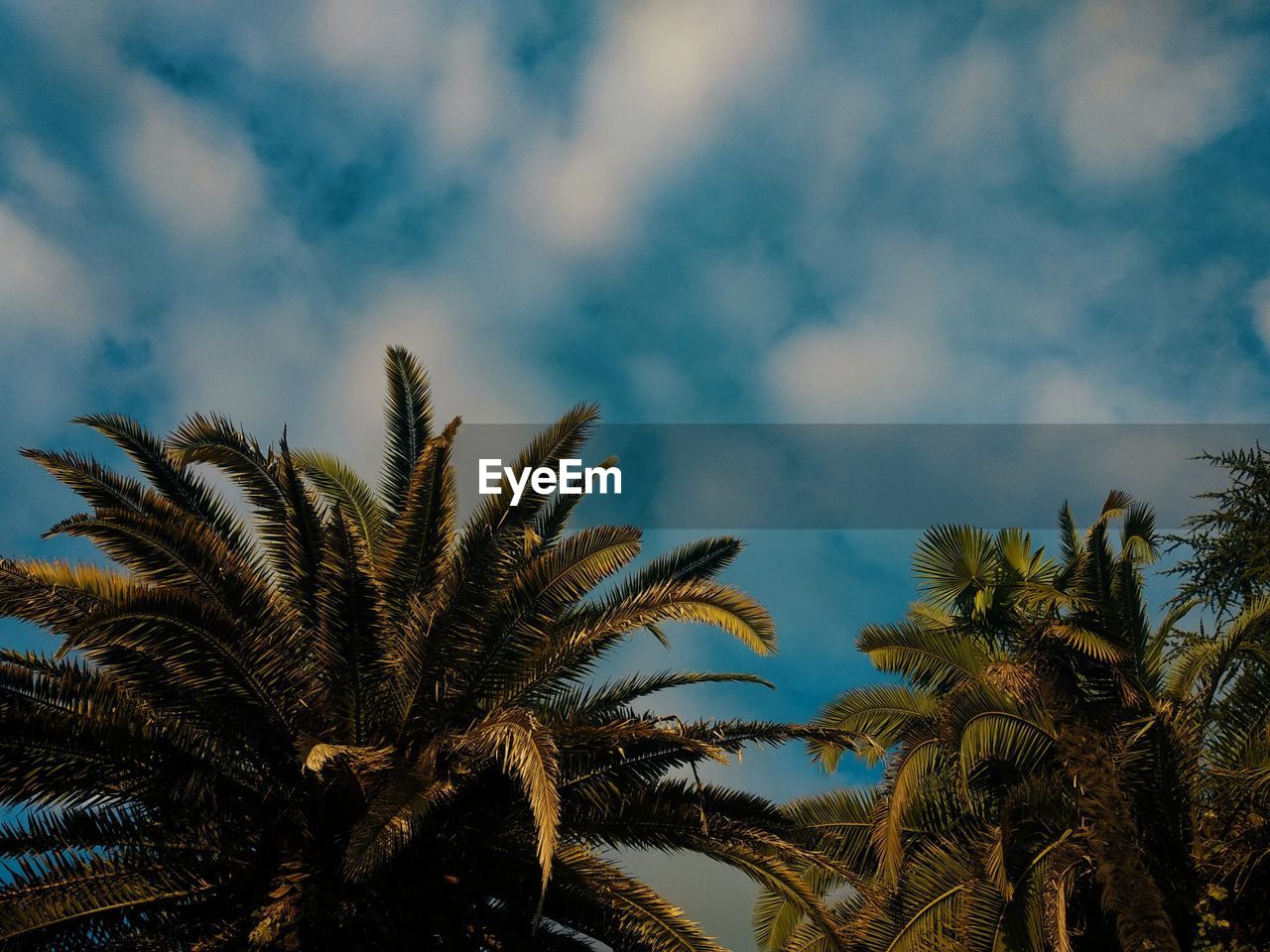 LOW ANGLE VIEW OF PALM TREES